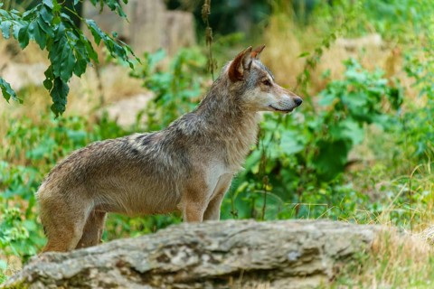 Timberwolf, wolf, American wolf (Canis lupus lycaon), Germany. A lone wolf stands watchful on a