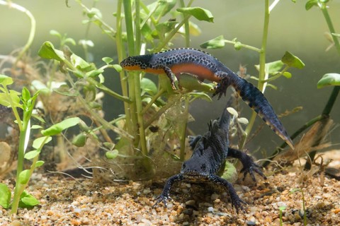 Alpine newt, mountain newt, ichthyosaura alpestris, mesotriton alpestris, triturus alpestris,