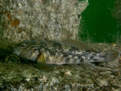 A goby, the black goby (Gobius niger), on a piece of wreck in a greenish underwater setting, at the