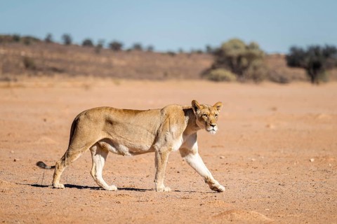 Lioness (Panthera leo) walking on dry ground, Kgalagadi Transfrontier National Park, Northern Cape,