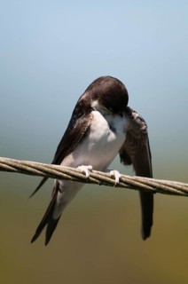 Delichon urbica, house martin, house martins, birds, plumage care, adolescent, high size, portrait,