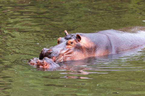 A young hippopotamus (Hippopotamus amphibius) rests in the water next to its mother. Democratic
