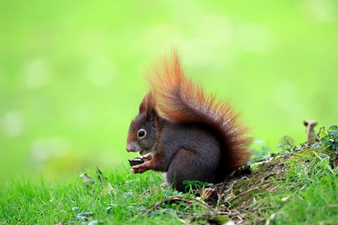 Squirrel (Sciurus vulgaris), adult, in a meadow, eating, with food, walnut, Mannheim, Germany