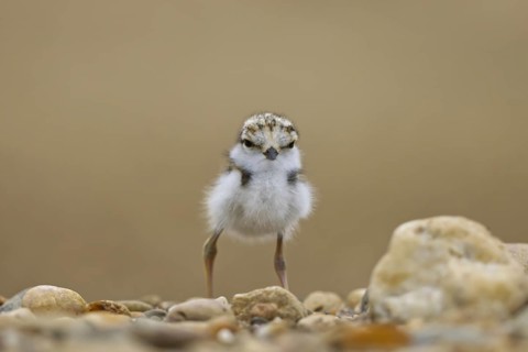 Little Ringed Plover (Charadrius dubius) chick, North Rhine-Westphalia, Germany