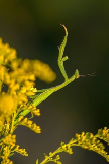 Brandenburg, Germany, European mantis, European praying mantis, mantis religiosa, mantis, Nabu,