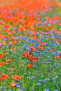 Corn poppies (Papaver rhoeas) and cornflowers (Centaurea cyanus), Bavaria, Germany