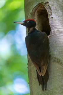 Black Woodpecker, Dryocopus Martius, Black Woodpecker, Birds, High Size, Portrait, Male, Piciform,