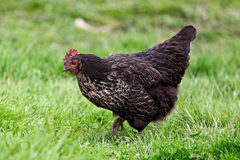 Ancona chicken standing in meadow, Mühlau, Canton of Aargau, Switzerland
