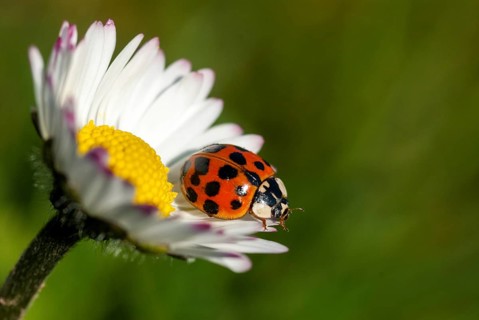 Asian ladybeetle, Asian ladybug, coccinellidae, coccinellinae, harlequin ladybird, harmonia
