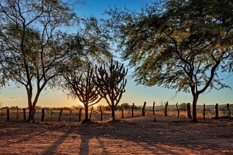 Cactus and trees cast long shadows at sunset in a rural setting, the thornshrub savanna in the