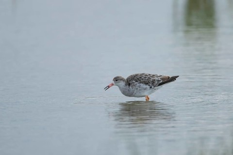 Ruff (Philomachus pugnax) adult wader bird in a shallow lagoon, England, United Kingdom