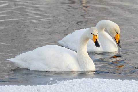 Whooper Swan (Cygnus cygnus), Finland