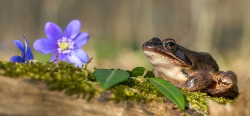 Agile frog, common hepatica, buttercup family, hepatica nobilis, liverwort, rana dalmatina,