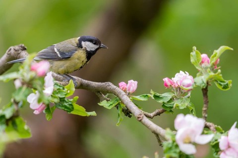 Great tit, great tit, fruit tree blossom, parus major, birds, spring, garden birds, tits, passeri,