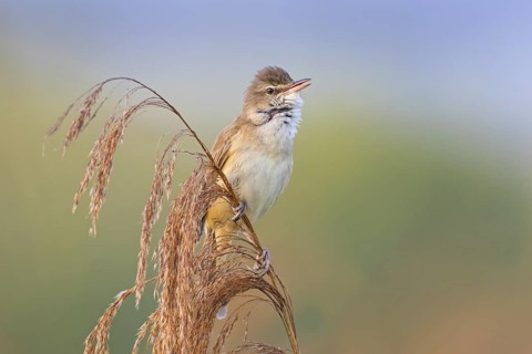 Reed warbler, (Acrocephalus arundinaceus), reedbed perch, biotope, habitat, animals, birds,