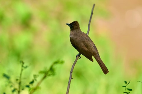 A bird on a branch, framed by green foliage against a blurred background: a grey bulbul (Pycnonotus