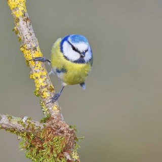 Blue Tit (Parus caeruleus), perched on a branch covered in lichen, Wilnsdorf, North