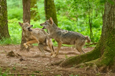 A wolf bares its teeth whilst wrestling with another wolf, summer, wolf (Canis lupus), Germany