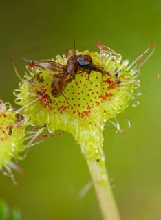 Brosswort, Bullwort, Drosera Rotundifolia, Droseraceae, Lord Spoon, Sky Spoon, Sky Dew, Round Leaf