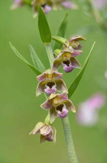 Epipactis distans, epipactis helleborine subsp distans, epipactis helleborine subsp orbicularis,