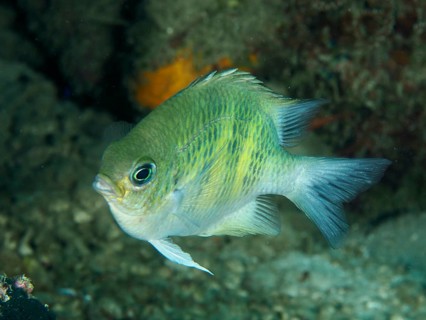 A small blue and yellow fish, the antler coral reef wrasse (Amblyglyphidodon curacao), swims along