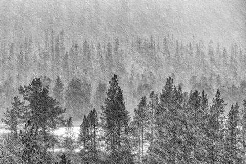 Rain shower over forest area, Gällivare, Norrbotten, Lapland, Sweden, August 2020