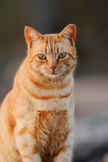 House cat, Fuerteventura, Canary Islands, Spain