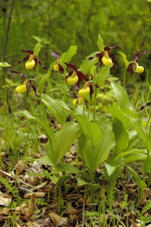 Plants, orchid, flowers, lady's slipper, Cypripedium calceolus, Germany