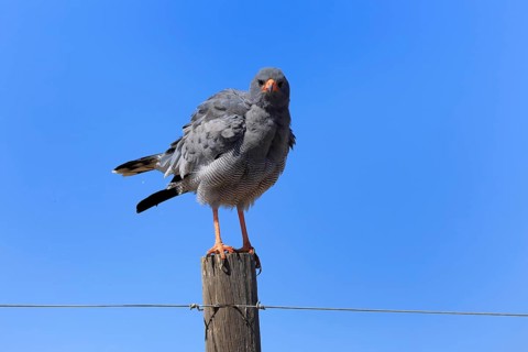 Silver-singing hawk (Melierax canorus), Great Singing Hawk, adult, perched, alert, Little Karoo,