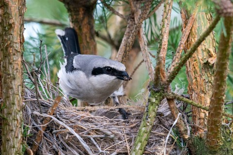 Brandenburg, Germany, Great Grey Shrike, Lanius Excubitor, Nabu Project, national natural heritage,