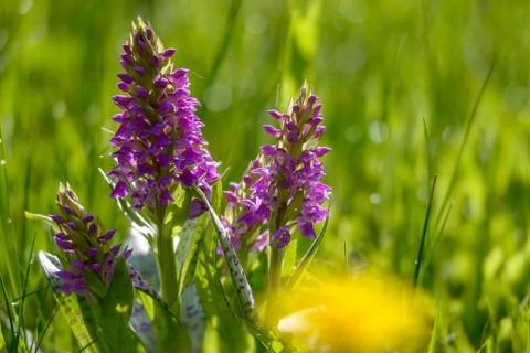 Broadleaf fingerroot, broad-leaved cuckoo flower, broad-leaved marsh orchid, fan orchid,