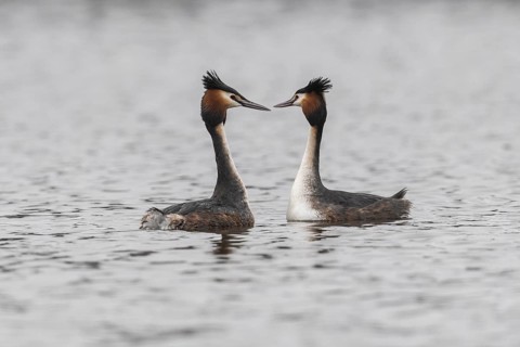 Great Crested Grebe (Podiceps Scalloped ribbonfish), courtship display, Emsland, Lower Saxony,