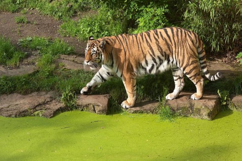 Siberian tigers (Panthera tigris altaica) at the moat, in captivity, Germany