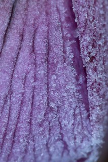 Hellebore garden flower petals covered in frost in winter, England, United Kingdom