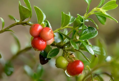 Ericaceae, heather family, lingonberry, vaccinium vitis-idaea, berry, cowberry, flora, lingonberry,