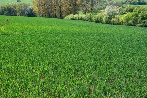 A field of young winter wheat (Triticum aestivum), Franconia, Bavaria, Germany