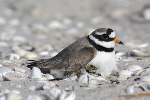 Common Ringed Plover (Charadrius hiaticula) nest, Lower Saxony, Germany