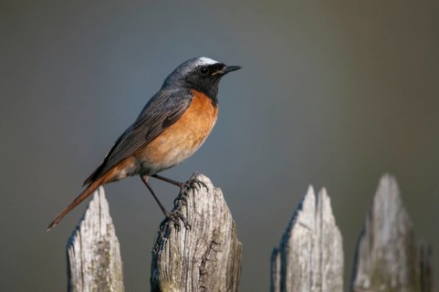 Garden redtail, Phoenicurus phoenicurus, redstart, birds, garden fence, garden birds, garden fence,