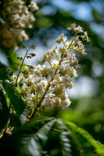 Aesculus Hippocastanum, common horse chestnut, Hippocastanaceae, chestnut family, horse chestnut,