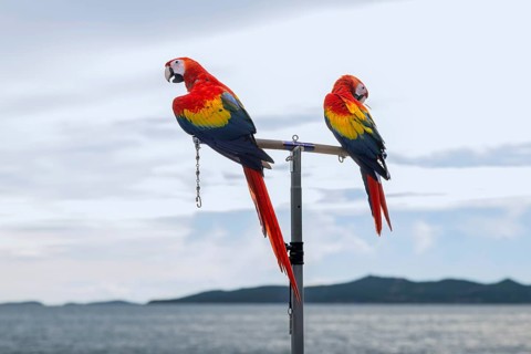 Scarlet Macaws (Ara macao), Jomtien, Thailand