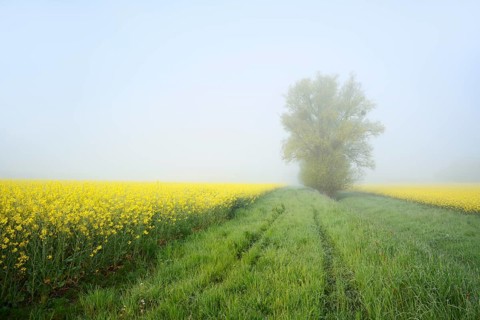 White willow (Salix alba) and a field of flowering rapeseed (Brassica napus) in the morning mist,