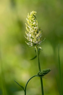 Campanulaceae, bellflower family, phyteuma spicatum, devil's claw, white devil's claw, flora, high