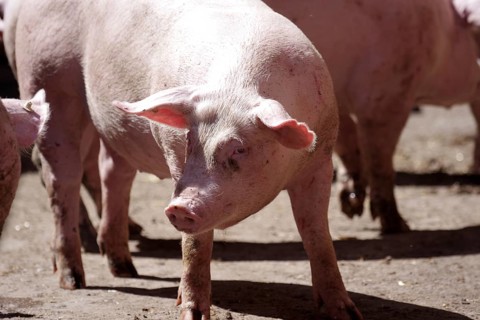 Domestic pig (Sus scrofa domesticus), portrait, free-range, sunlight, Germany, The pigs on the farm