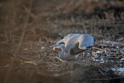 Grey heron (Ardea cinerea) Germany