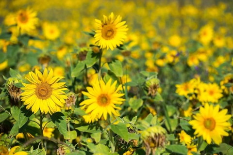 Asteraceae, annual sunflower, common sunflower, helianthus annuus, daisy, common sunflower, flora,