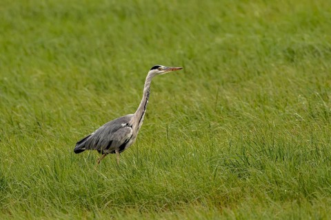 Grey heron (Ardea cinerea), Vulkaneifel, Rhineland-Palatinate, Germany