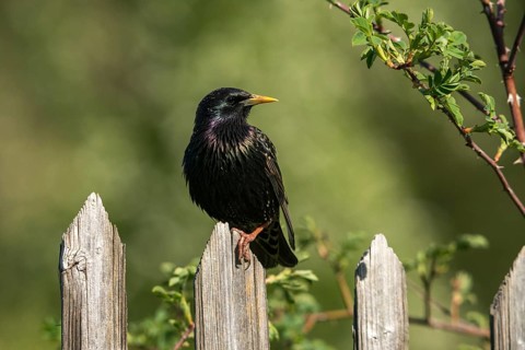 Star, Starling, Sturnus Vulgaris, Birds, Garden, Garden Fence, Garden Fence, Passeri, Songbirds,