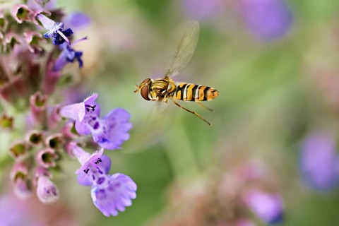 Garden hoverfly (Episyrphus balteatus), approaching the flower of catmint (Nepeta x faassenii),