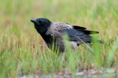 Brandenburg, Corvus Cornix, Germany, hooded crow, national natural heritage, natural paradise