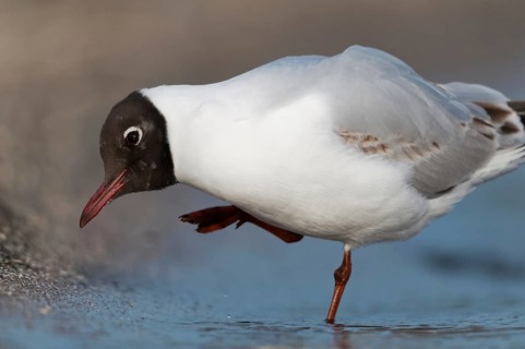 Black-headed gull, Chroicocephalus ridibundus, black-headed gull, Larus ridibundus, birds,
